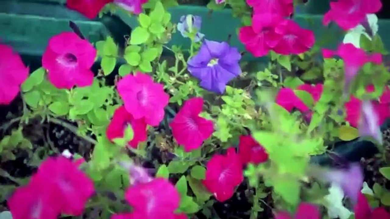 Вот кого надо на Евровидение отправлять