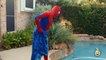 GIANT HULK EGG SURPRISE TOY OPENING w_ Spiderman vs HULK & Marvel Superheroes Toys in Fun Kids Video-cgN5Fjfh