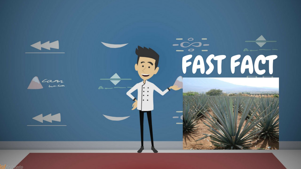 World Biggest Cactus