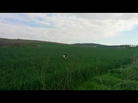 Cute Pooch Has Gone Hopping Mad