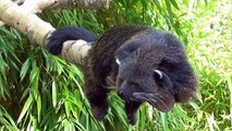 Sleepy binturong enjoys the sunshine at Birmingham Nature Center