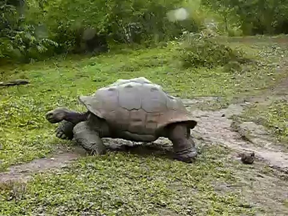 Riesenschildkröte Galapagos (Santa Cruz)