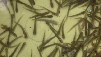 Kırmızı Benekli Alabalıklar Dualar Eşliğinde Doğaya Salındı