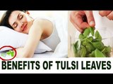 सोते समय तकिये के नीचे तुलसी के पत्ते रखने के चमत्कारिक फायदे |Benefits Of Basil Leaves