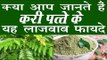 करी पत्ते के होते हैं बहुत लाजवाब फायदे | Health Benefits Of Curry Leaves (Patta) In Hindi