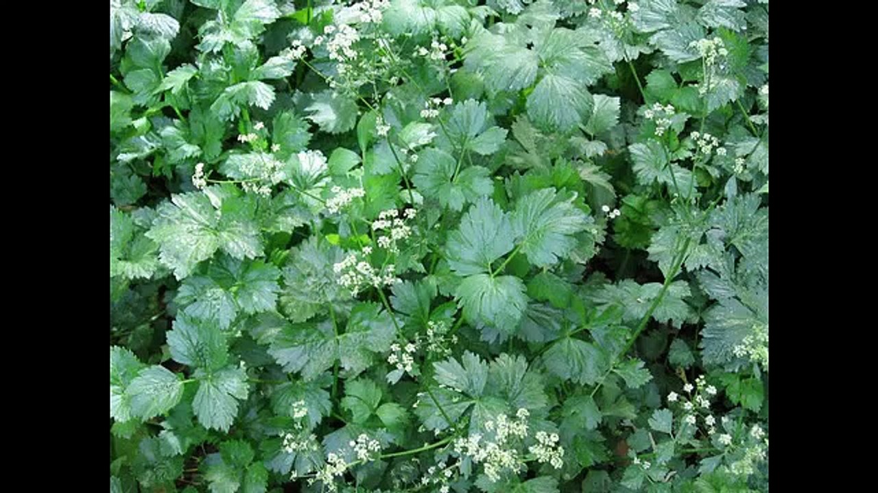 Traitement de l'hypertension artérielle par les plantes medicinales
