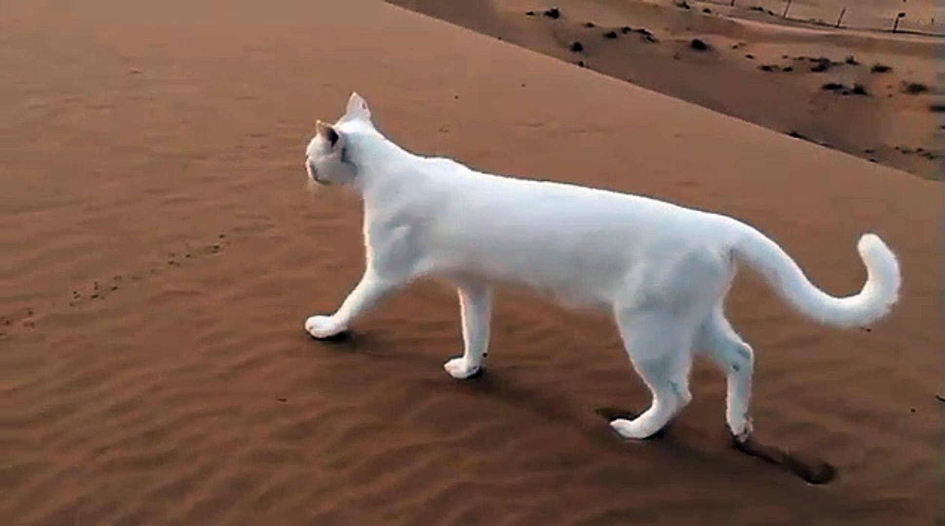Le saviez-vous, les pattes arrière de chat se posent sur les traces de ses  pattes avant - Vidéo Dailymotion