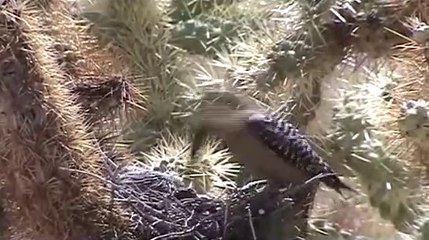 Download Video: Nature cruelle, ce pic de Saguaros vient dévorer la cervelle de deux poussins tourterelles