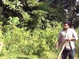 14 feet cobra, captured in kerala
