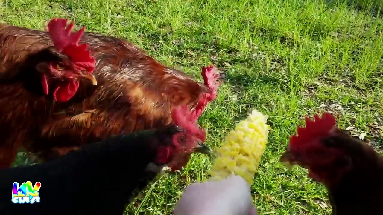 132.Con Gà Trống, Con Gà Gáy Le Te - Nhạc thiếu nhi vui nhộn hay nhất