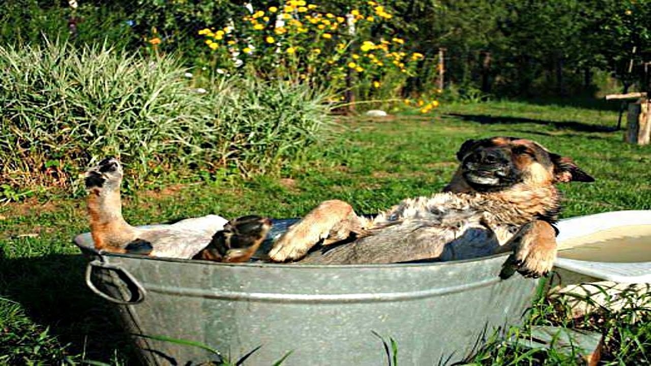 Dogs just don't want to bath - Los perros no quieren bañarse