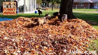 Funny Dogs Playing in Leaves Compilation