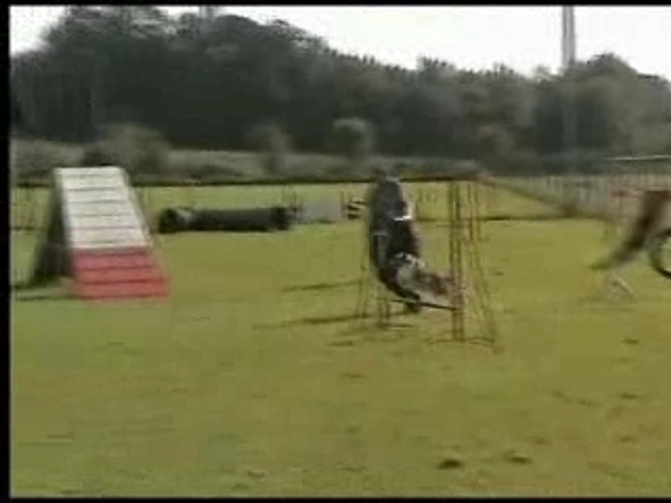 Bubble Gum entrainement agility