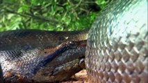 Anaconda Assassina Silenciosa as cobras gigante do mundo 2017