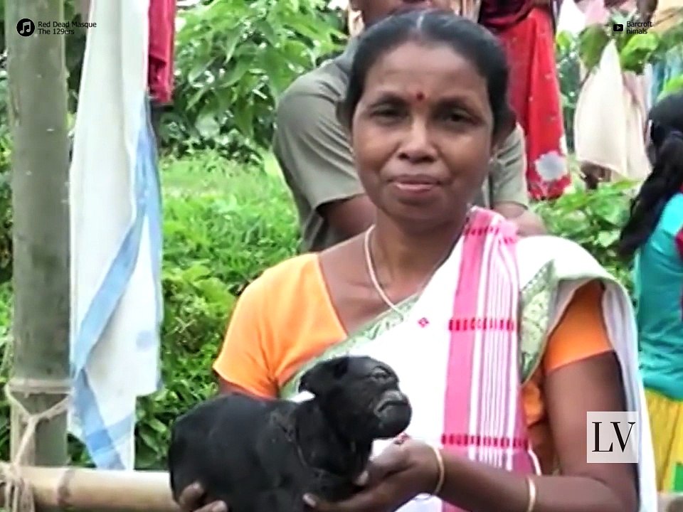 La increíble cabra que nació ciclope
