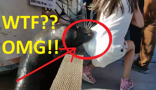 Sea lion drags girl into Steveston waters - YouTube