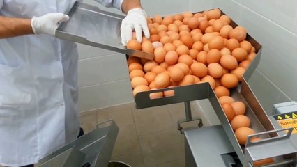 Yumurta Kırma Makinesi