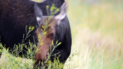 Munching Moose