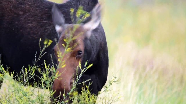 Munching Moose