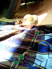 burung peking vs anak ayam boyler