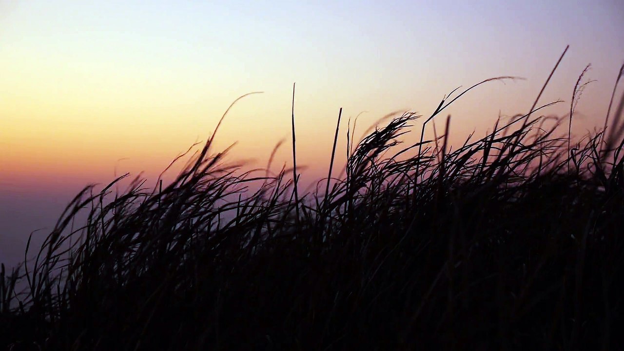 Sea Grass