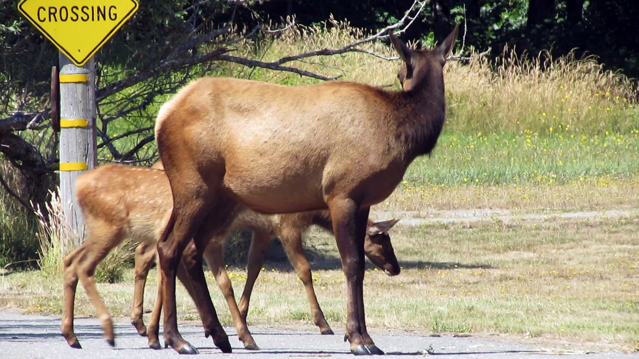 Elk Crossing the Road