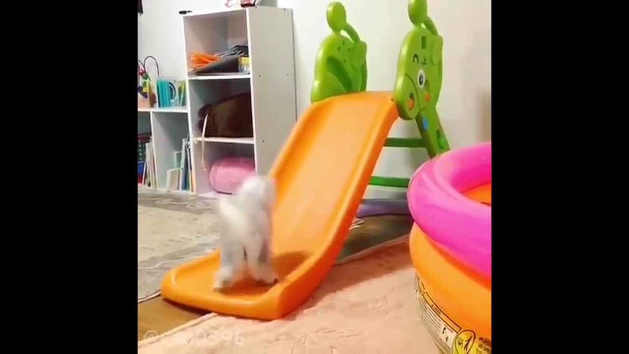 Best Funny Cat Videos Ever