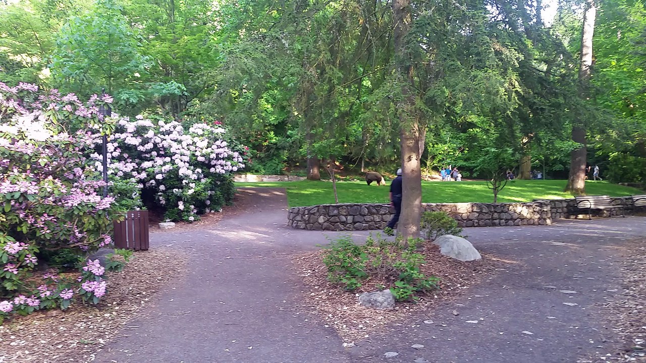 Bear Wandering in Park