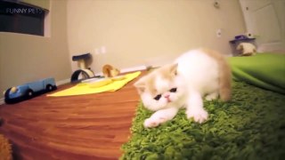 Cats are AWESOME  Cute ation [Funny Pets]