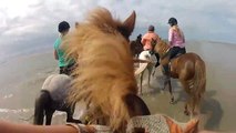 Horse Riding - Icelandic Horses for qq
