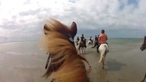 Horse Riding - Icelandic Horses for wd