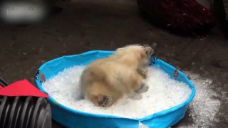 Cute Bear Cubs  Funnwars Playing