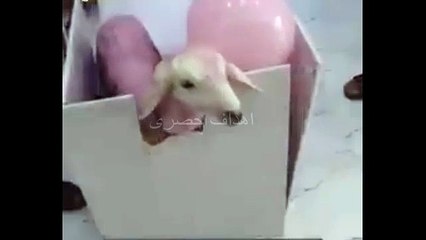 شاب اراد ان يهدى حبيبته هديا شاهد المفاجأة هدية تهدى لاول مرة