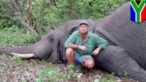 Elephant’s revenge: Big game hunter crushed to death by dying elephant