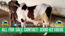 380 || Cow qurbani for eiduladha || Bakra eid in karachi, Pakistan || Cow mandi