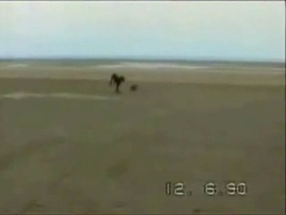 Funny dogs