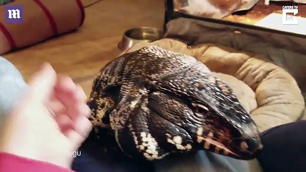 Winstone ia an adopted gaint lizard that loves cudding his owber