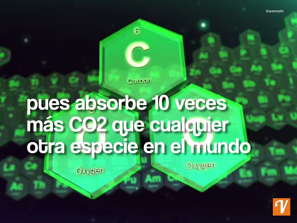 Este árbol podría salvar nuestro planeta