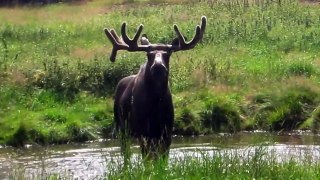 The Moose is Lose - Moose Video for Kids -