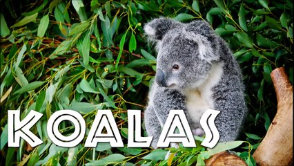 All About Koalas for Kids - Koalas for Children - FreeSchool