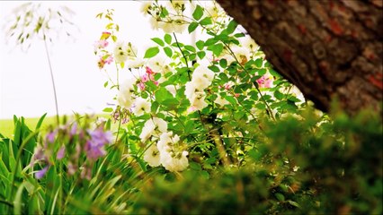 The Science of Light and Color for Kids - Rainbows and the Electromagnetic Spectrum - FreeSchool