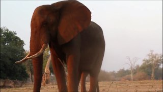 Elephants for Kids - Wild Animals  hants Playing
