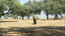 Elephants for Kids - Wild Anim Elephants Playing