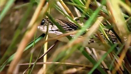 SEA OTTERS  Anim n   Preschool learning