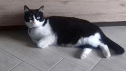 Sahibini Bırakıp Komşuya Taşınan Kedi Mahkemelik Oldu