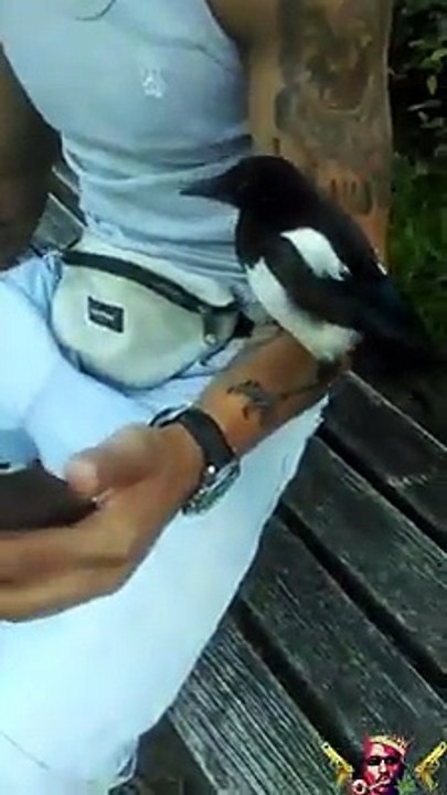 Thief Bird