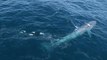 Killer Whales Charge Blue Whale Near Monterey, California