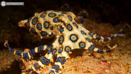 Top 10 Most Poisonous Venomous Animals on Earth