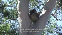 Dünyanın En Aptal Memeli Hayvanı - Koala