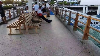 Sea lion sleeping on a bench in the Galapagos Islands